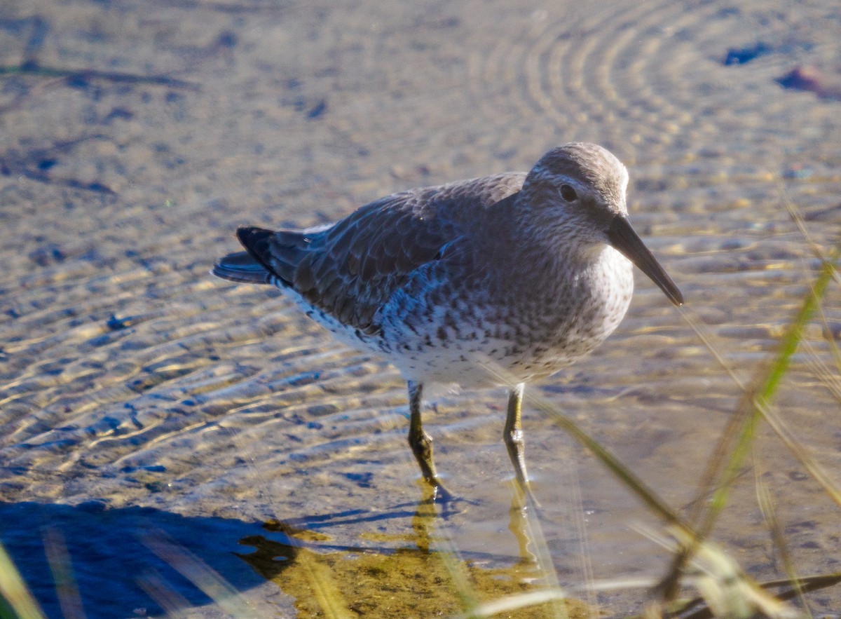 紅腹濱鷸 - ML646432209