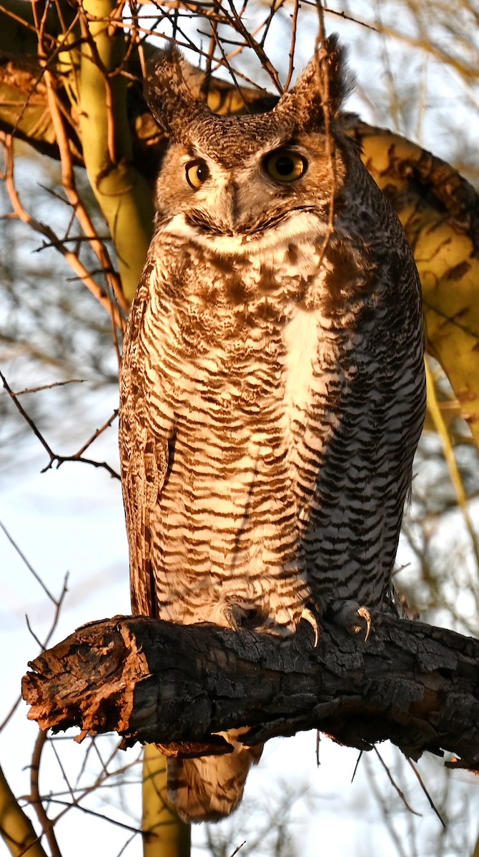 Great Horned Owl - ML646432212