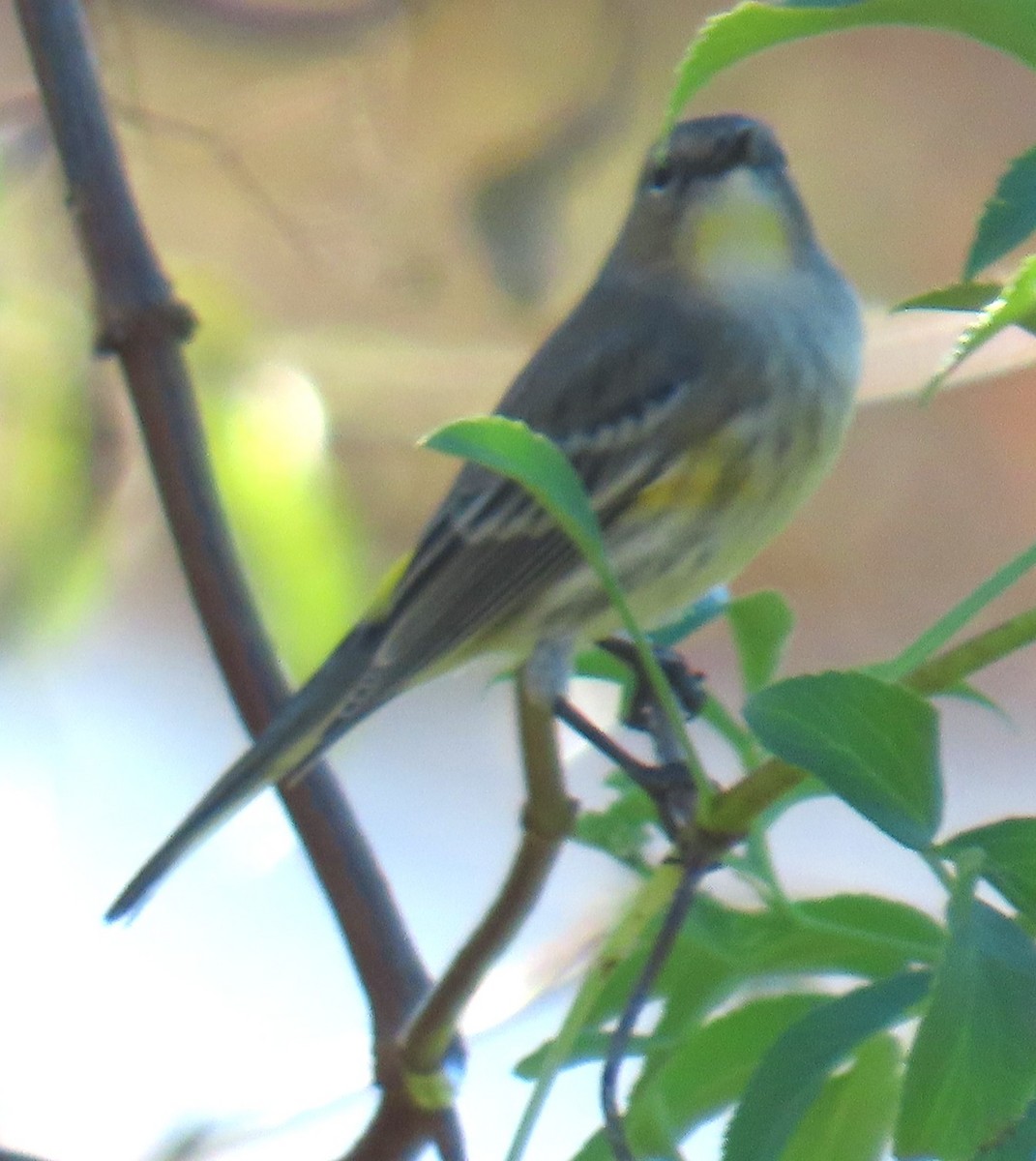 Yellow-rumped Warbler - ML646432214