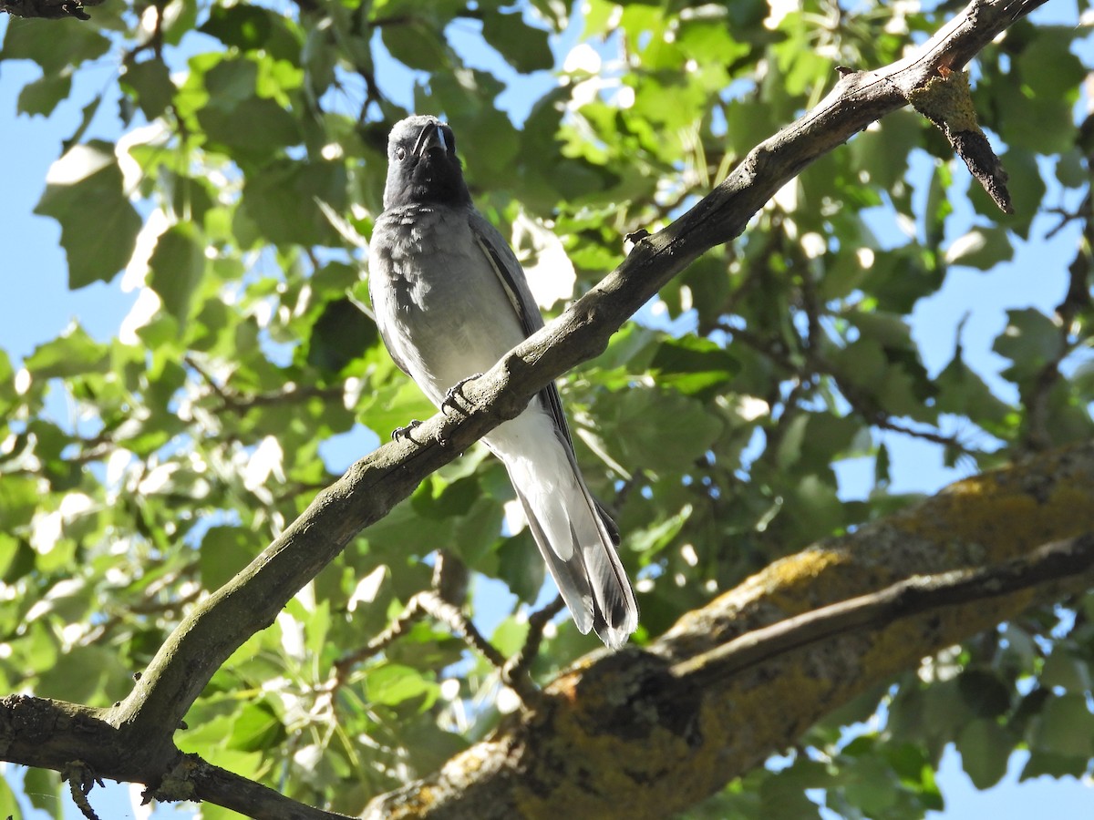 Black-faced Cuckooshrike - ML646432215
