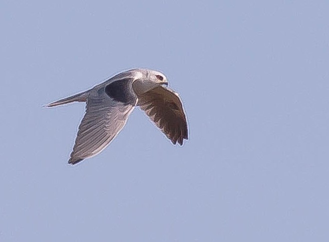 White-tailed Kite - ML646432216