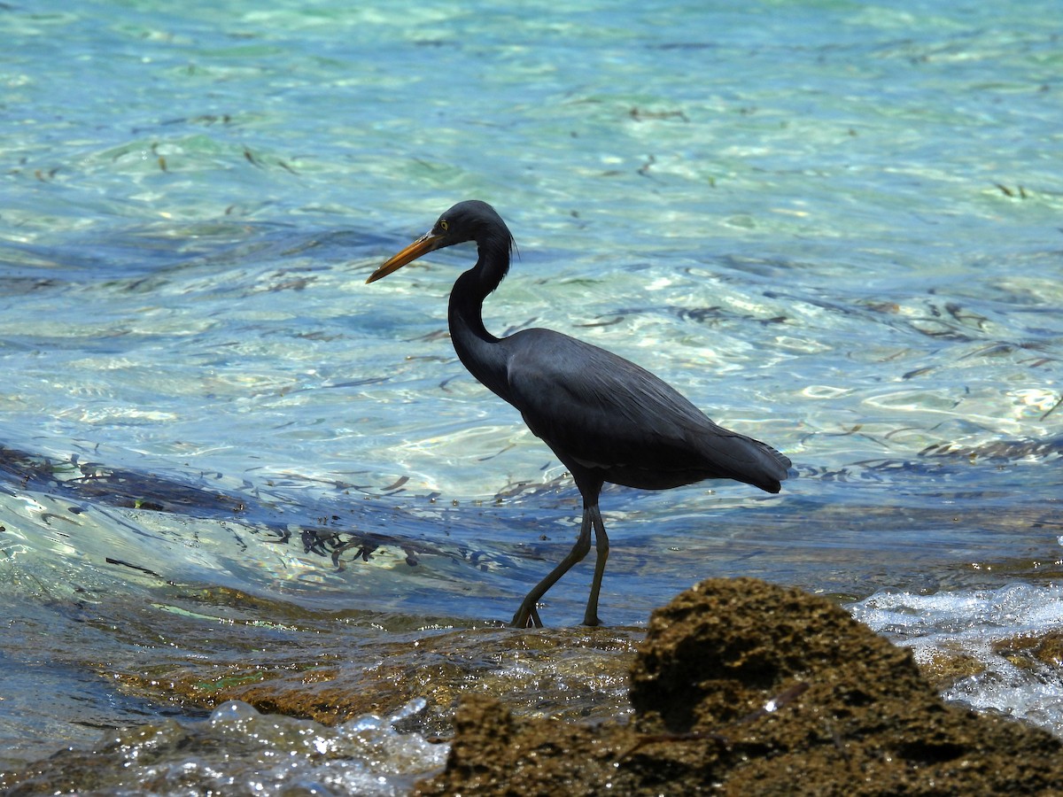 Pacific Reef-Heron - ML646432217