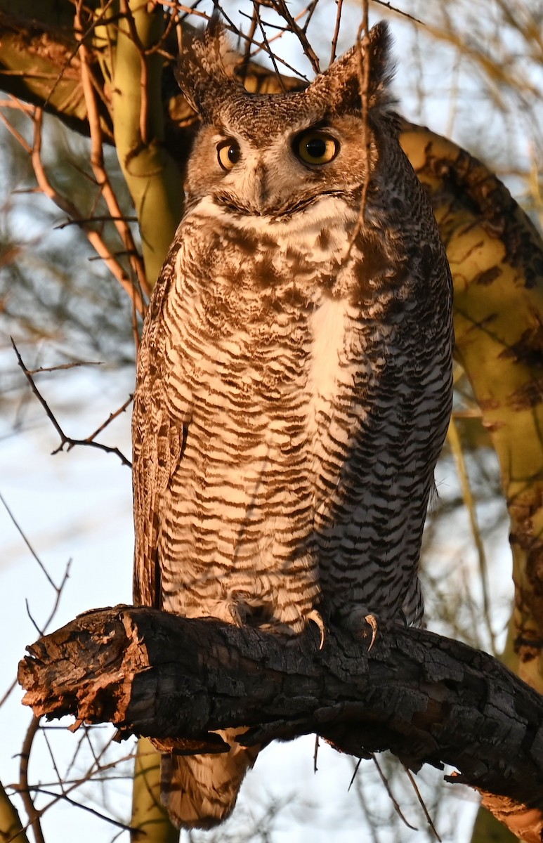 Great Horned Owl - ML646432218