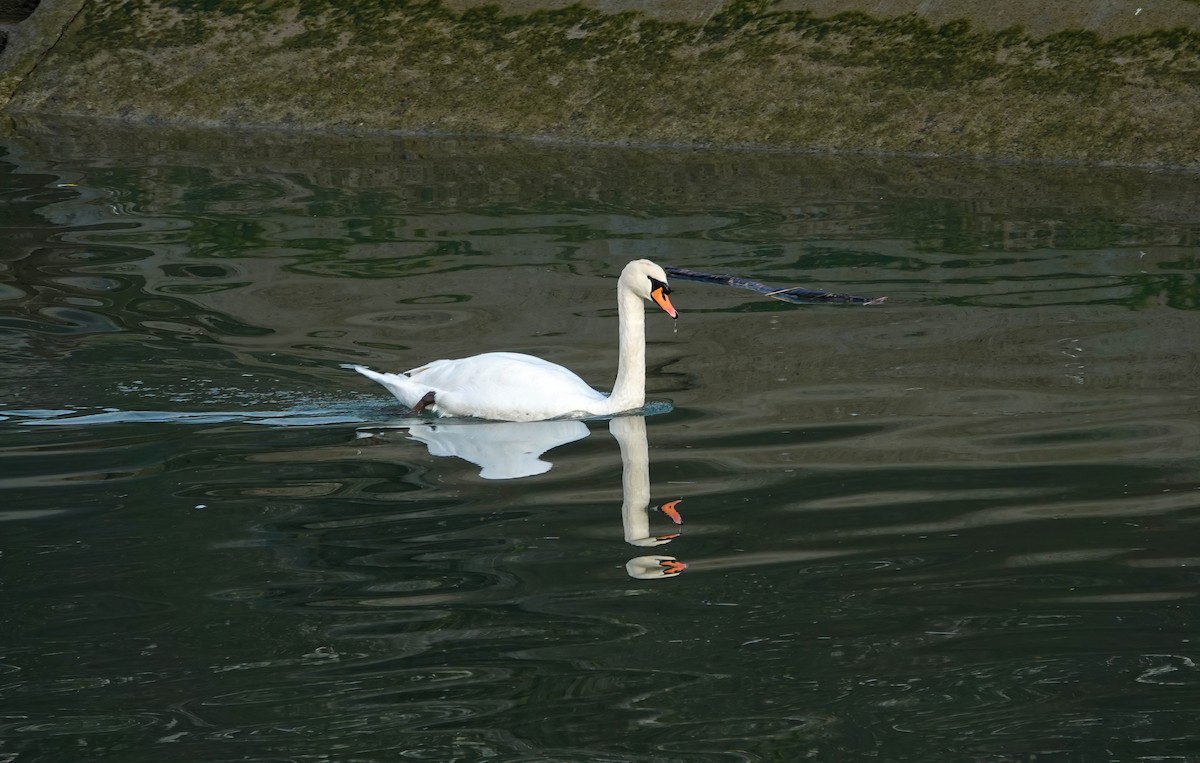 Höckerschwan - ML646432220