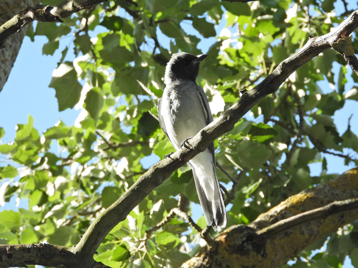 Black-faced Cuckooshrike - ML646432221