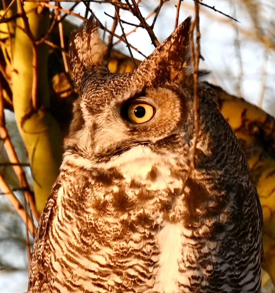 Great Horned Owl - ML646432223