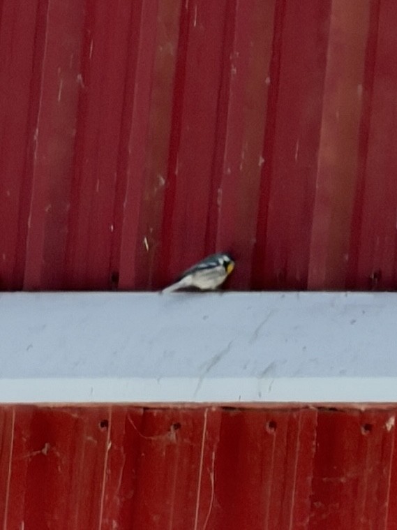 Goldkehl-Waldsänger - ML646432224