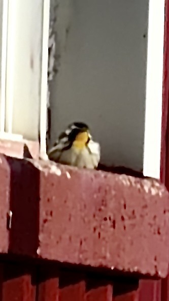 Goldkehl-Waldsänger - ML646432225