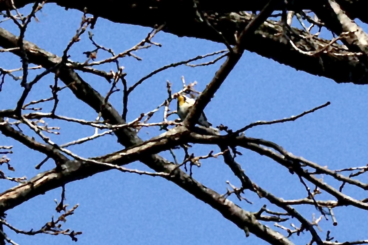 Goldkehl-Waldsänger - ML646432226