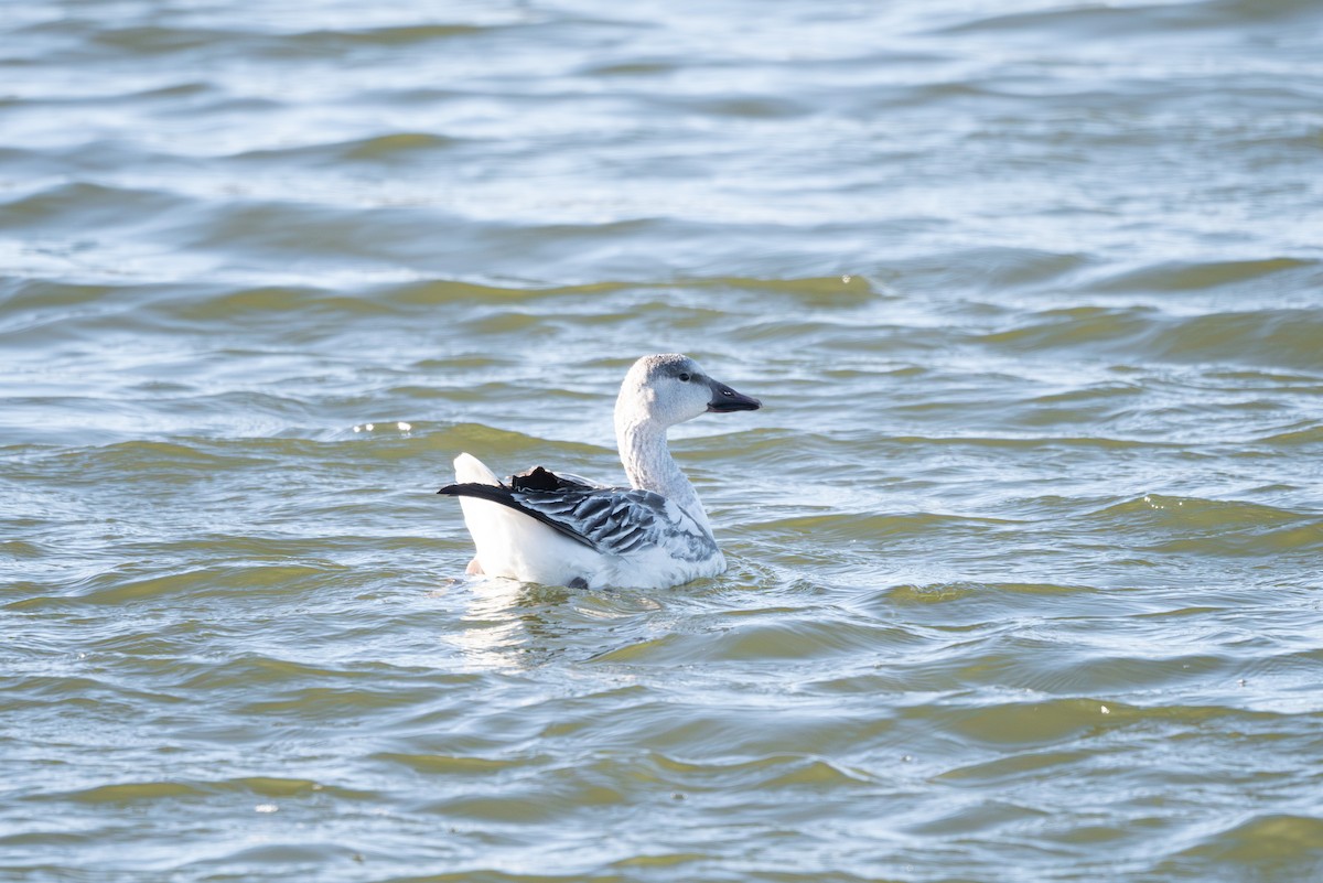 Snow Goose - ML646432230