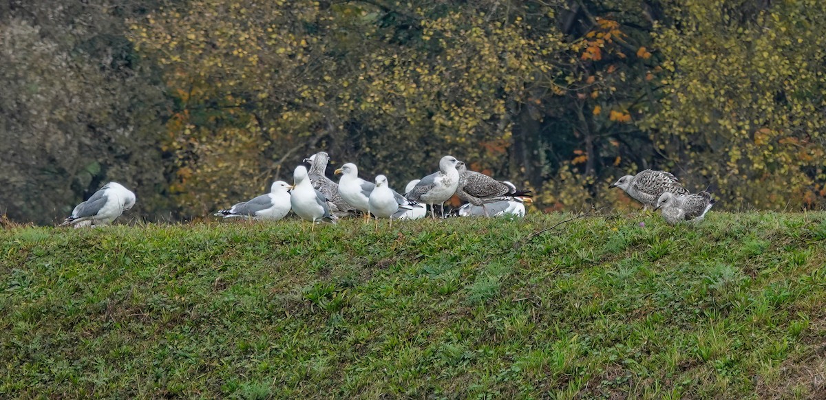 Mittelmeermöwe - ML646432231