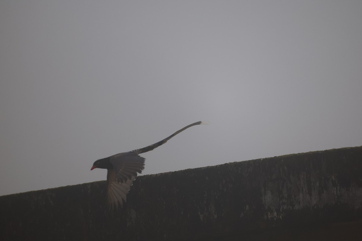 Red-billed Blue-Magpie - ML646432235