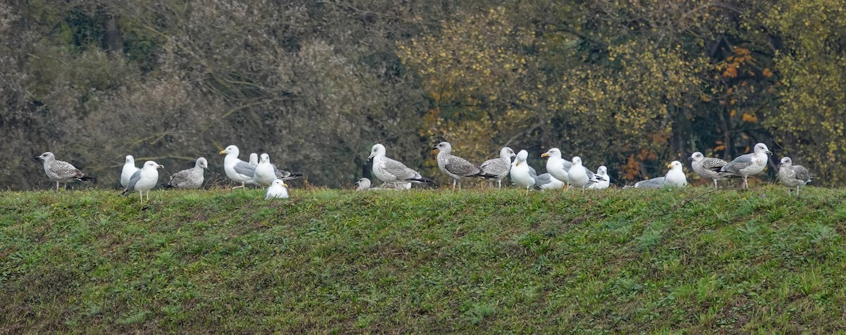 Mittelmeermöwe - ML646432238