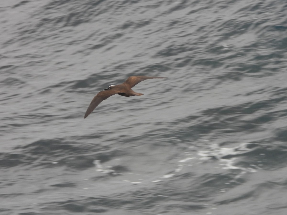 Brown Noddy - ML646432239