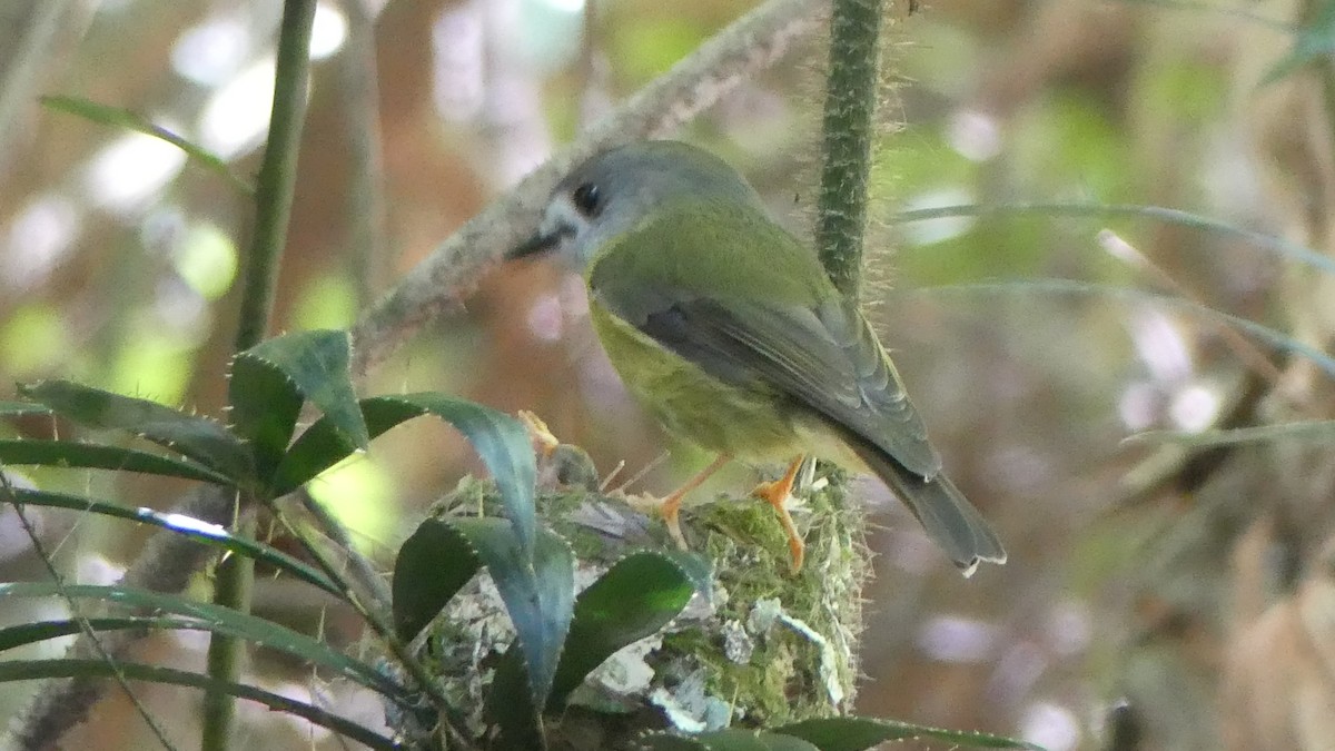 Pale-yellow Robin - ML646432240