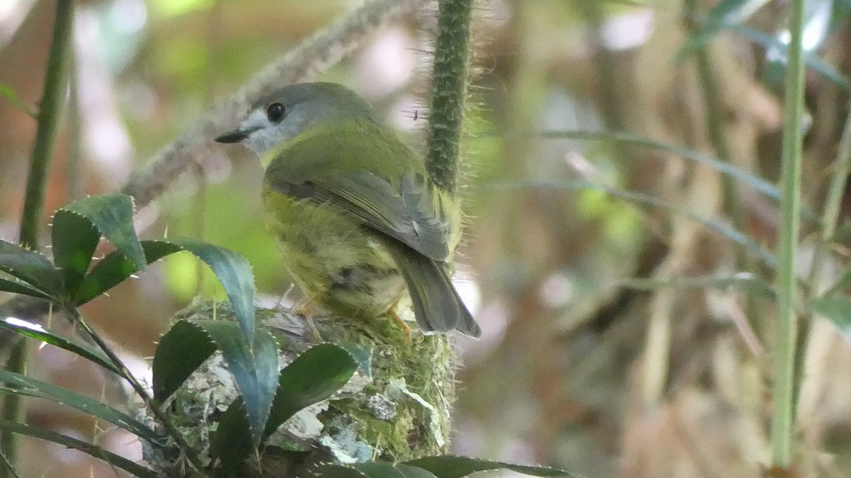 Pale-yellow Robin - ML646432242