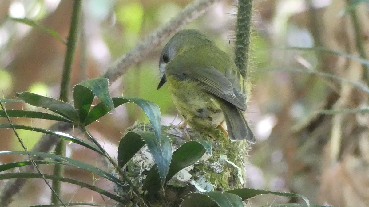 Pale-yellow Robin - ML646432243