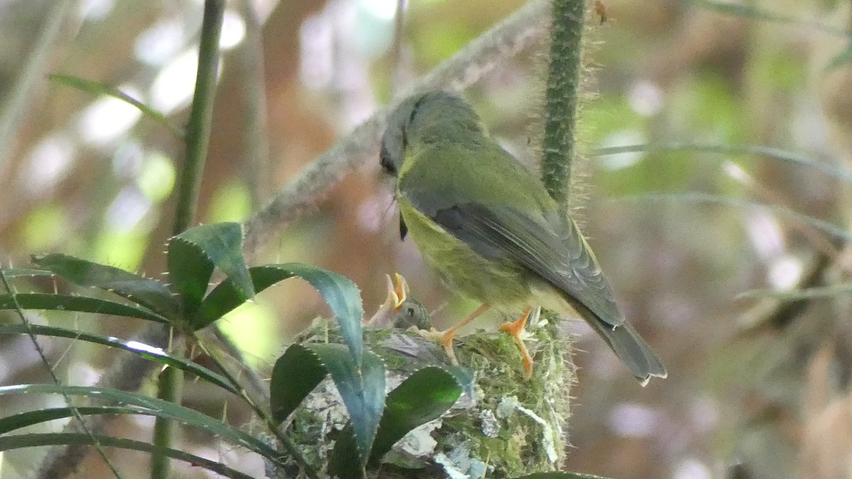 Pale-yellow Robin - ML646432244