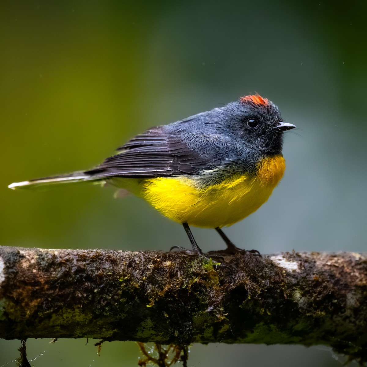 Slate-throated Redstart - ML646432246