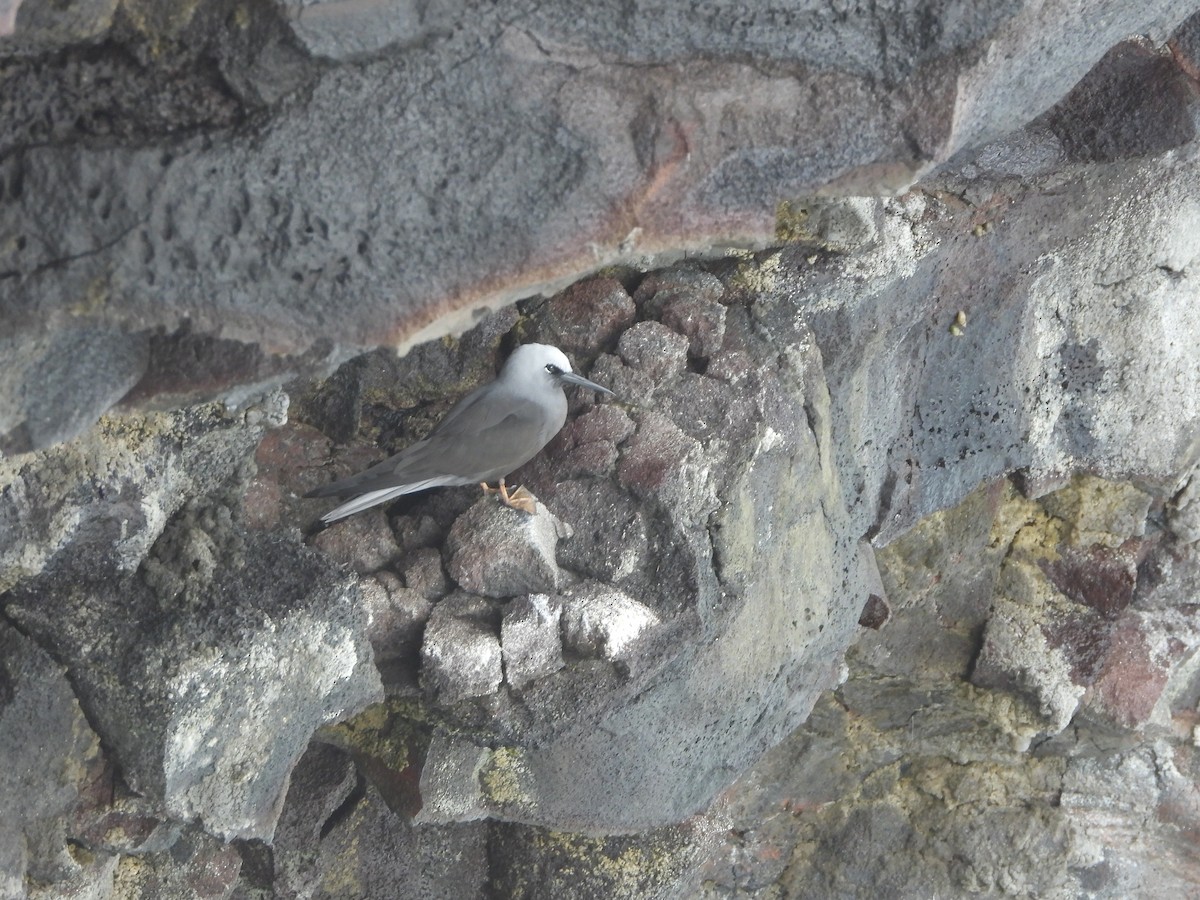 Black Noddy - ML646432248