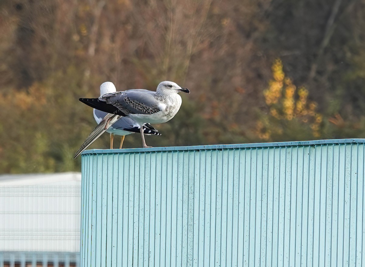 Mittelmeermöwe - ML646432249