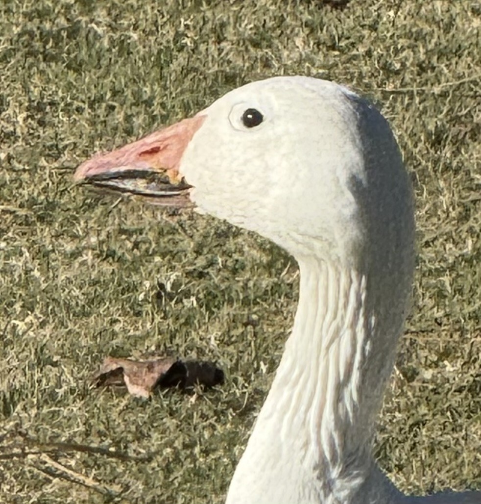 ハクガン - ML646432250