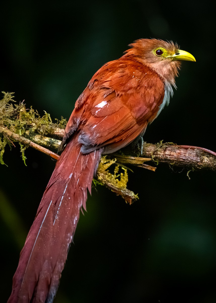 Common Squirrel-Cuckoo - ML646432252