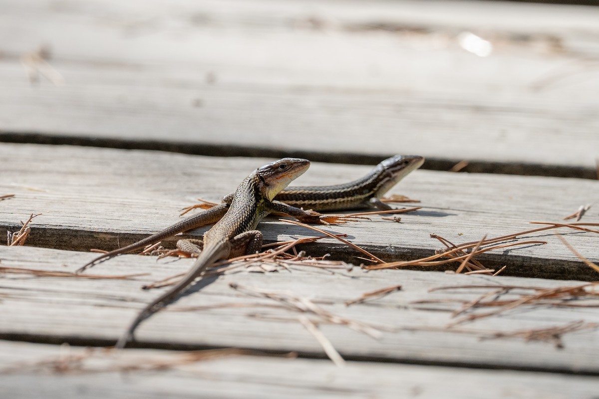 Large Psammodromus - ML646432256