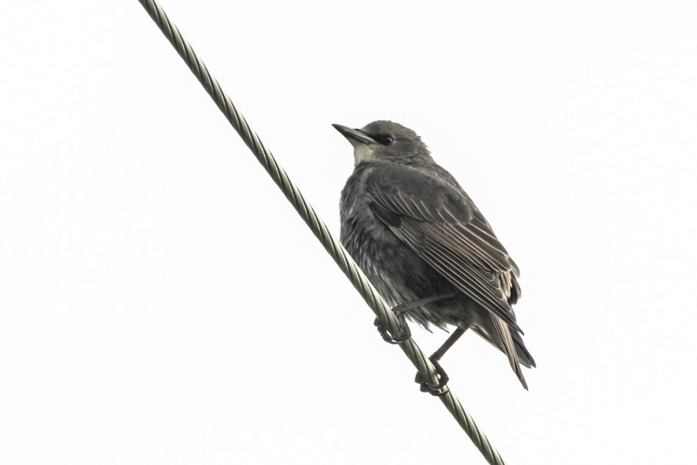 European Starling - ML646432268
