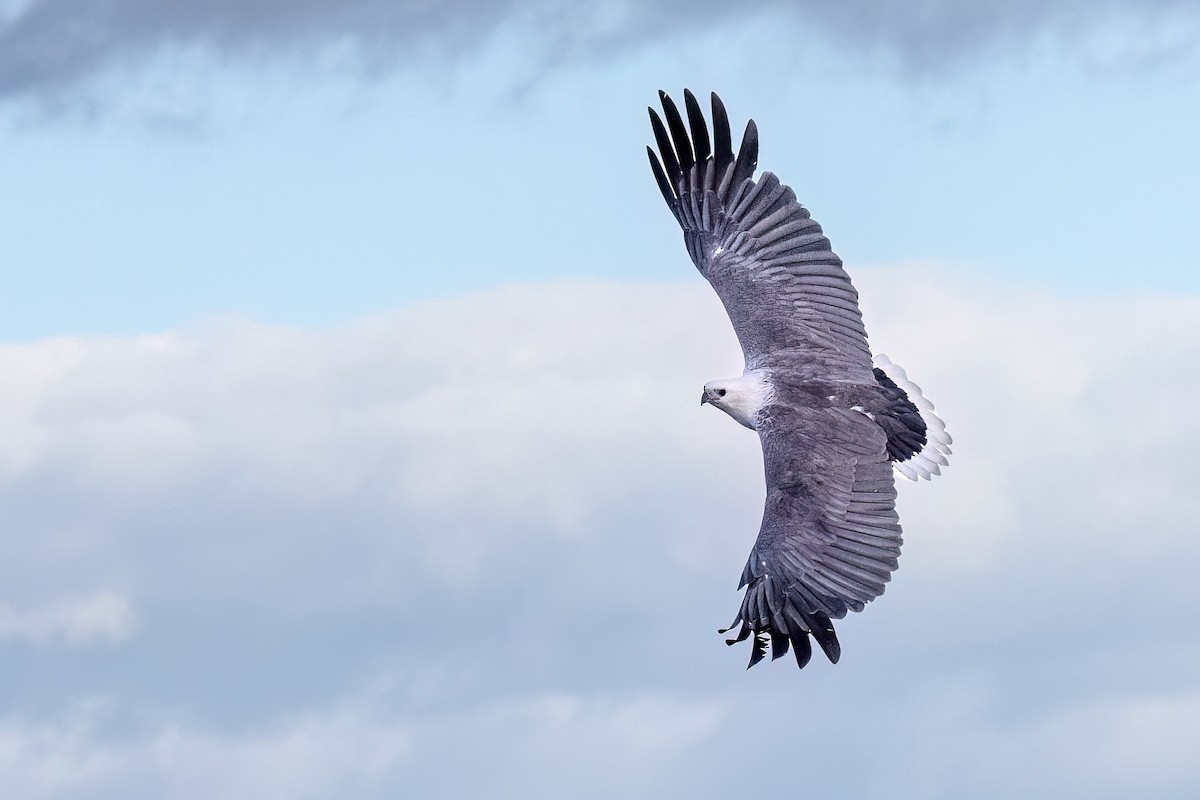 White-bellied Sea-Eagle - ML646432271
