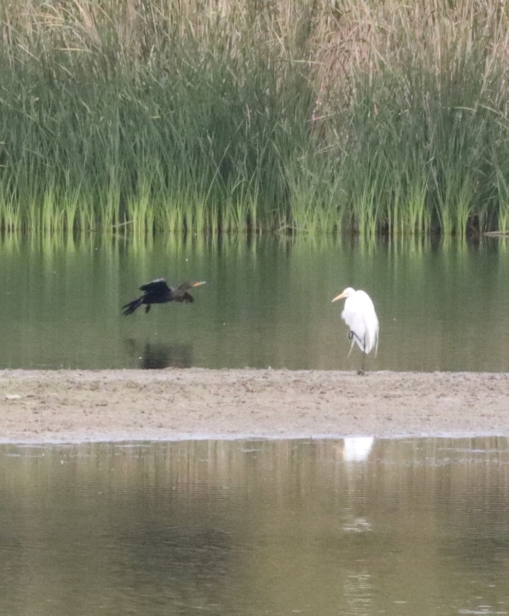 Koartza zuria - ML646432272