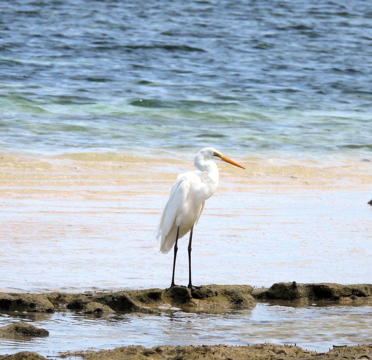 Great Egret (modesta) - ML646432273