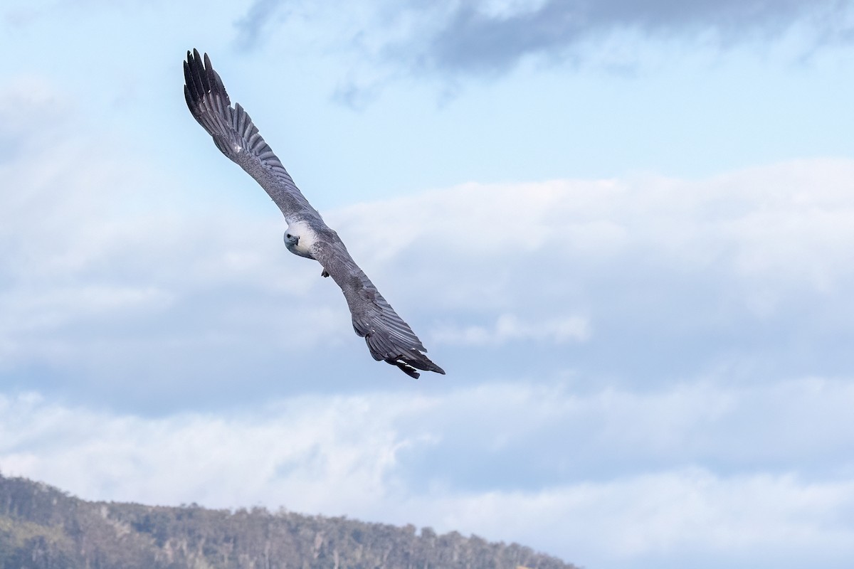 White-bellied Sea-Eagle - ML646432276
