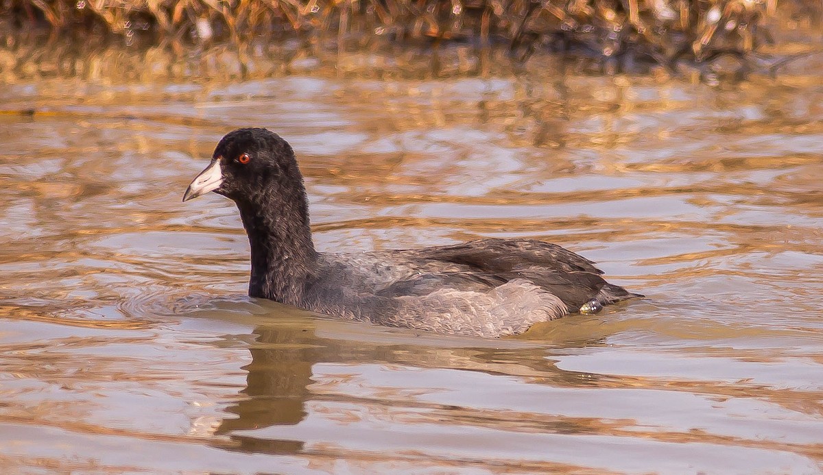 American Coot - ML646432279