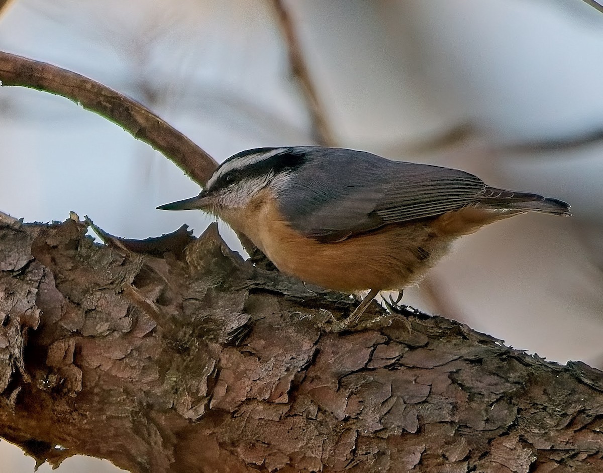 Red-breasted Nuthatch - ML646432281