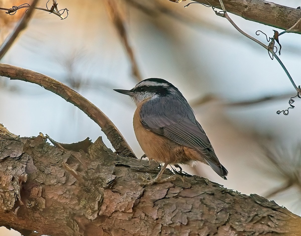 Red-breasted Nuthatch - ML646432282