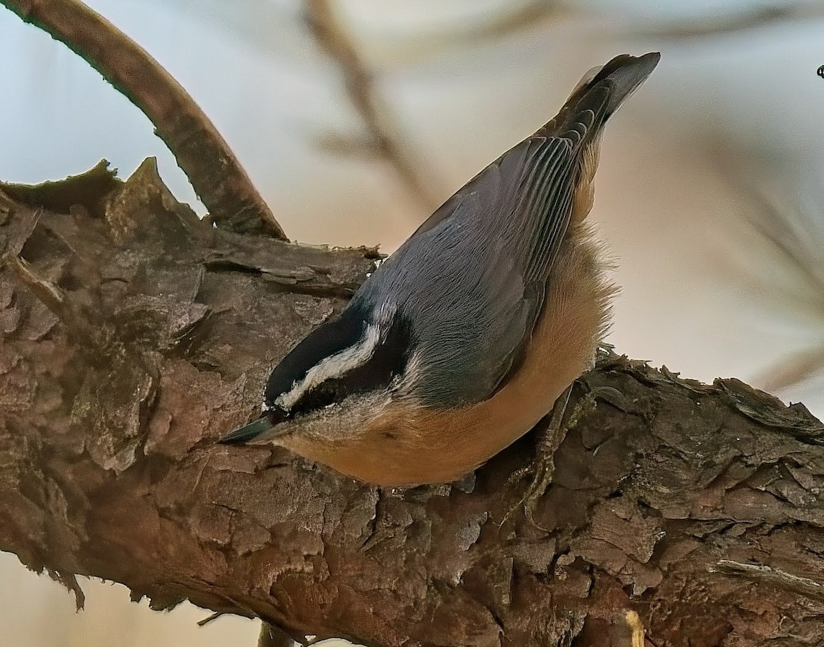 Red-breasted Nuthatch - ML646432283