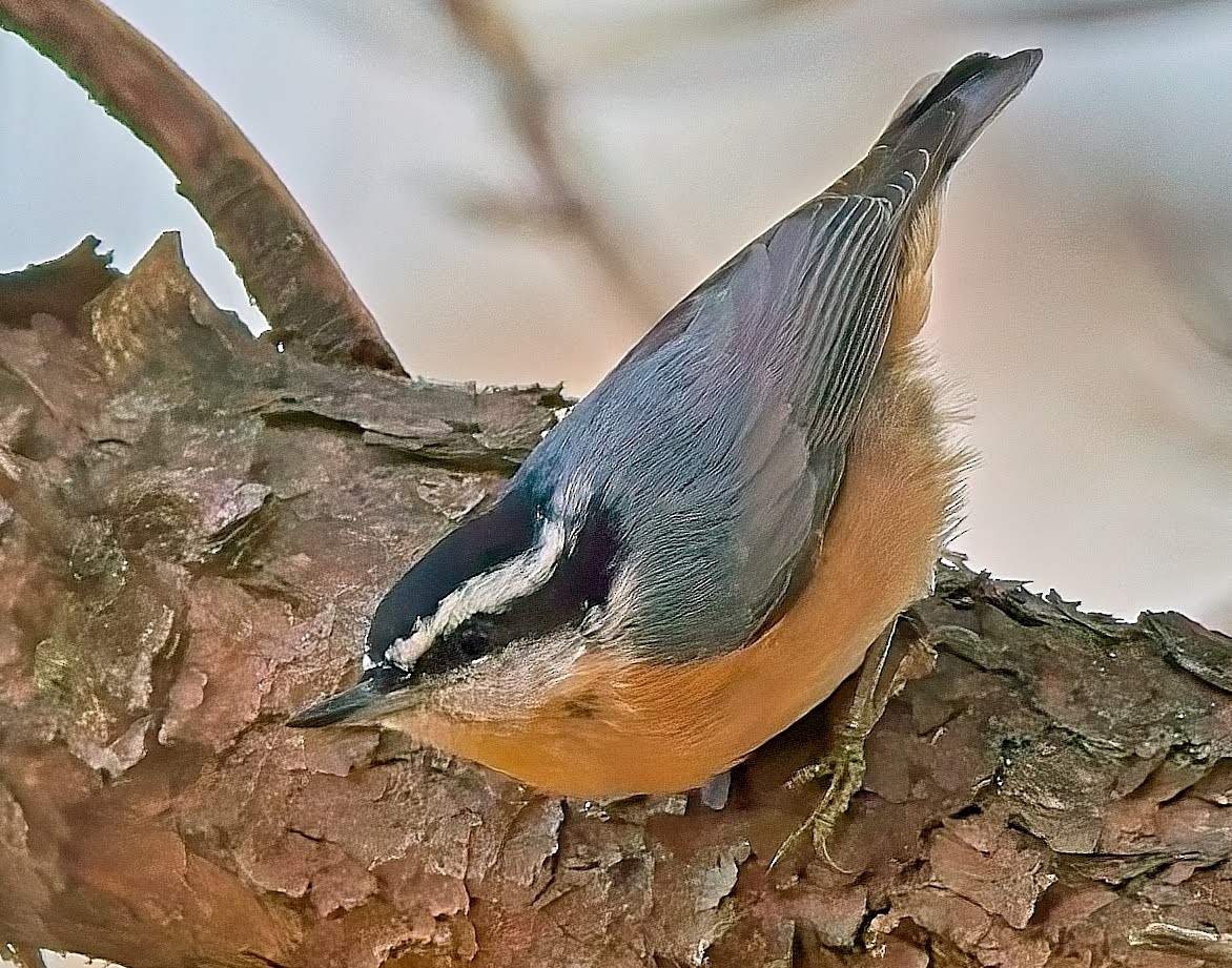 Red-breasted Nuthatch - ML646432284