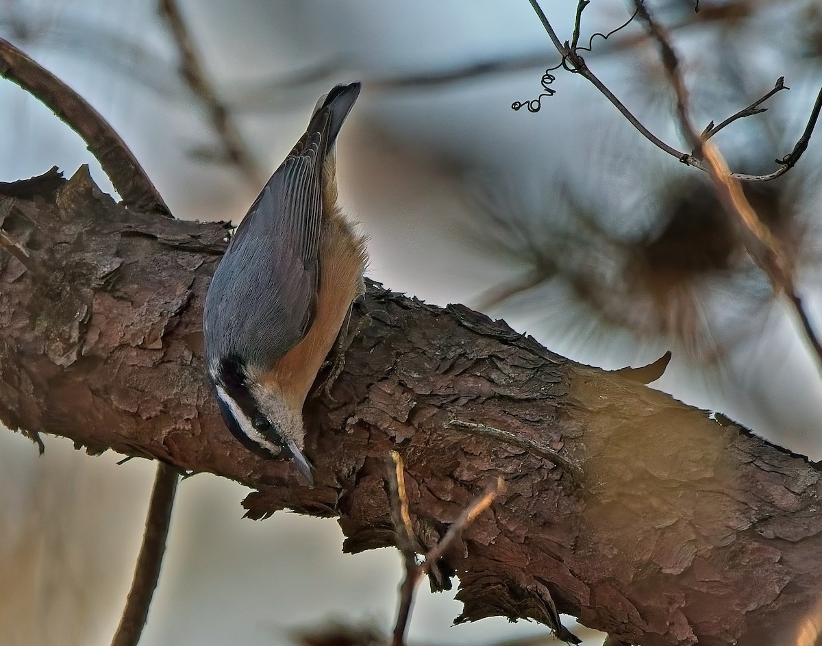 Red-breasted Nuthatch - ML646432285