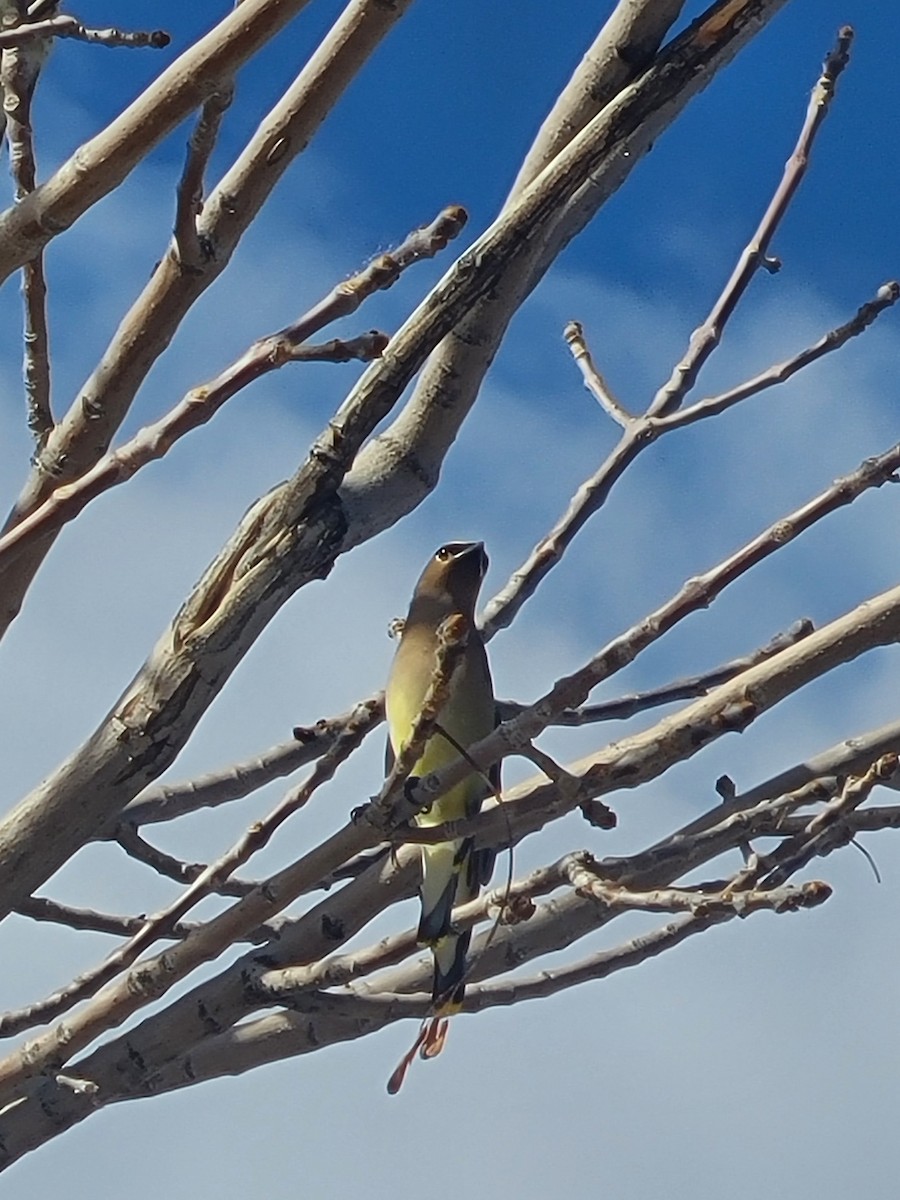 Cedar Waxwing - ML646432287
