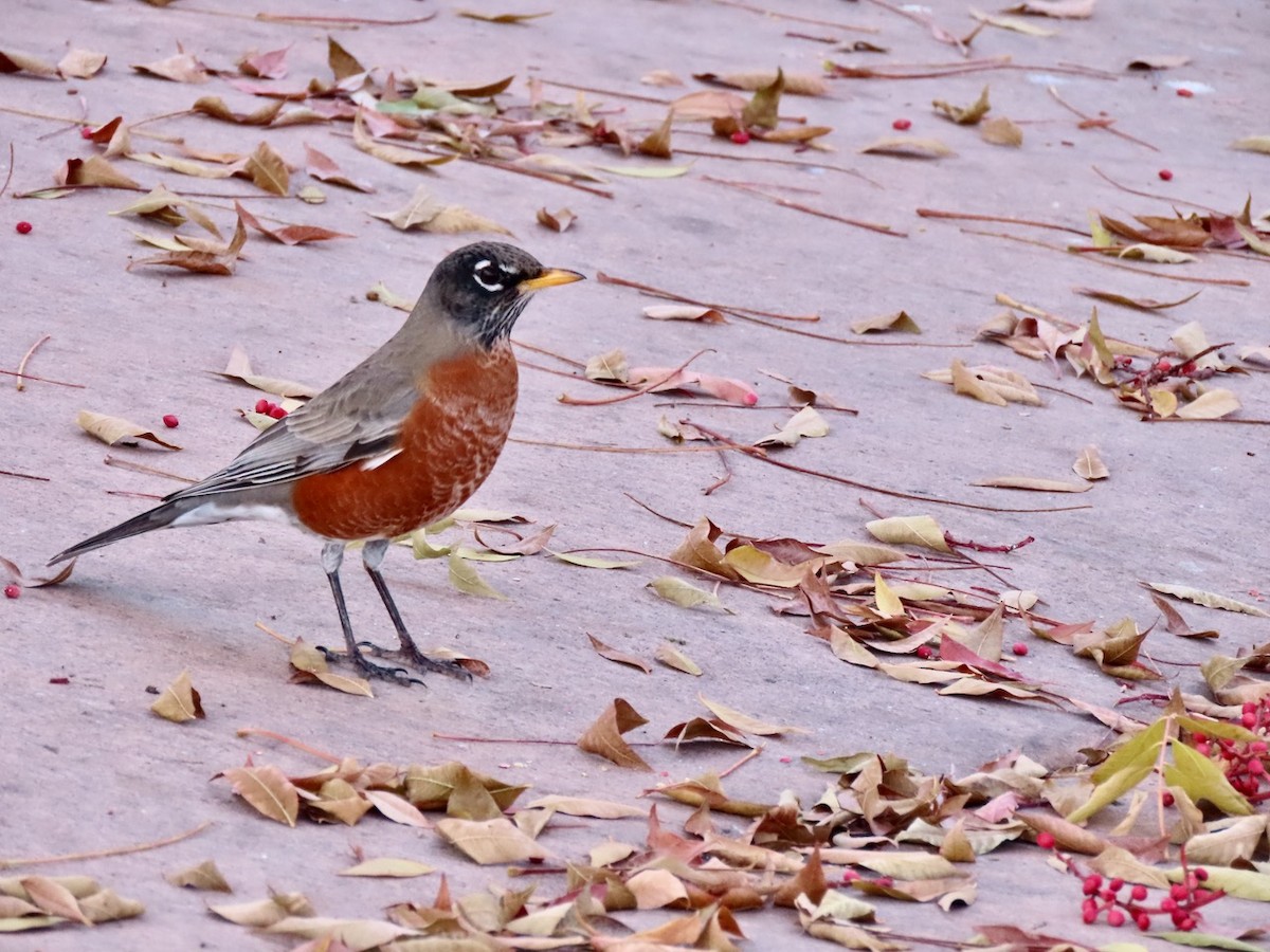 American Robin - ML646432288