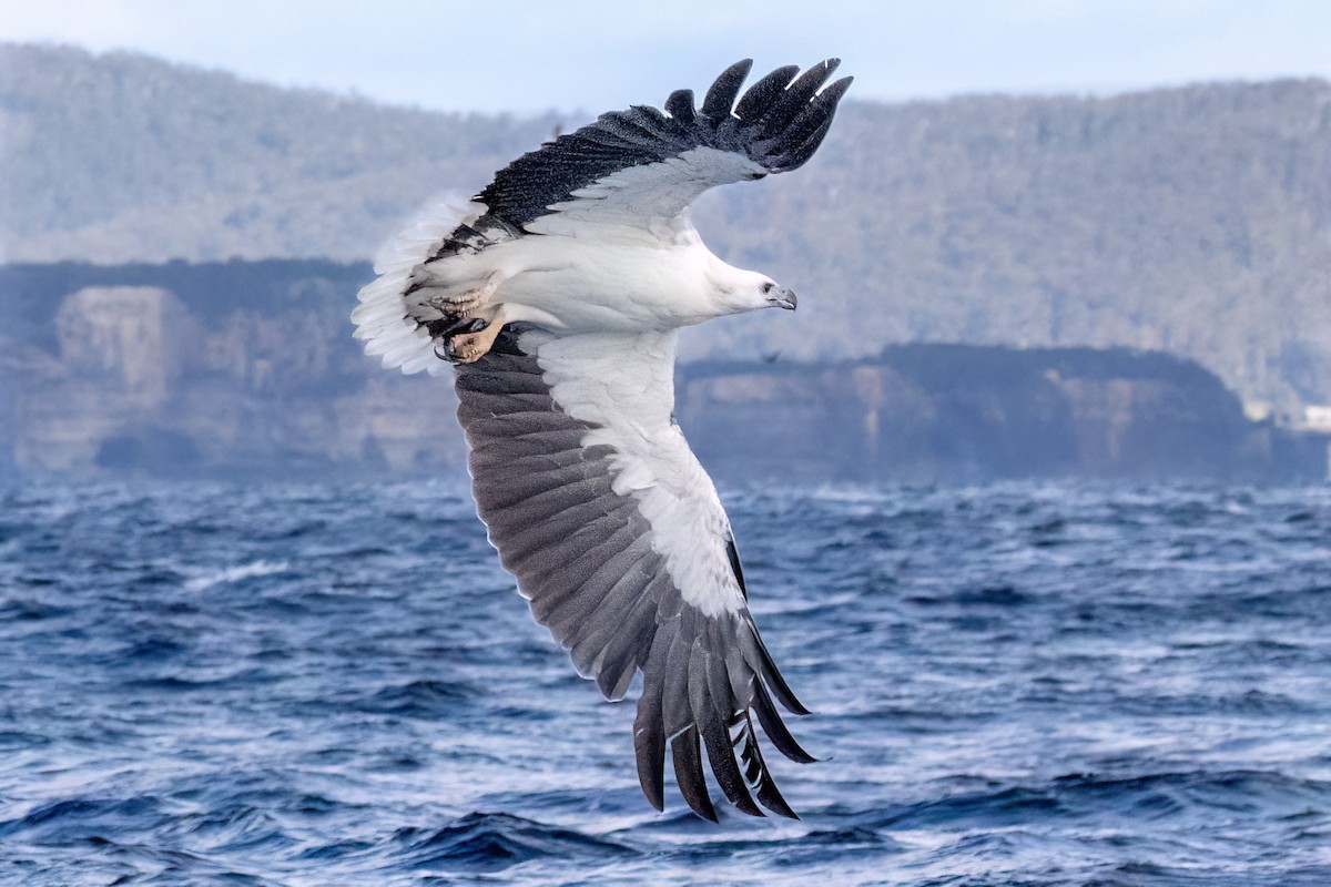 White-bellied Sea-Eagle - ML646432292