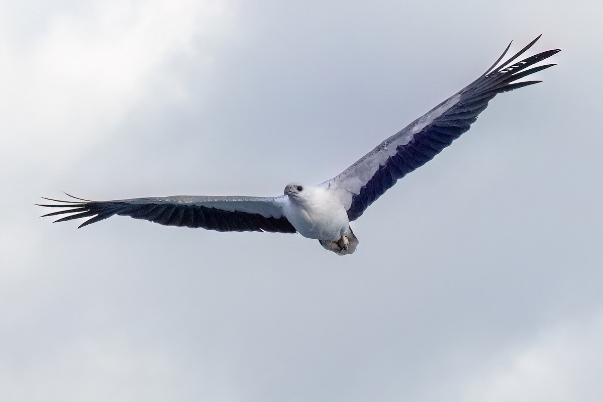 White-bellied Sea-Eagle - ML646432293