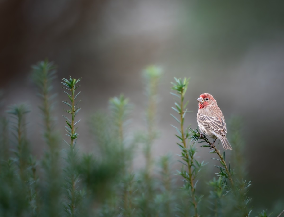 House Finch - ML646432294