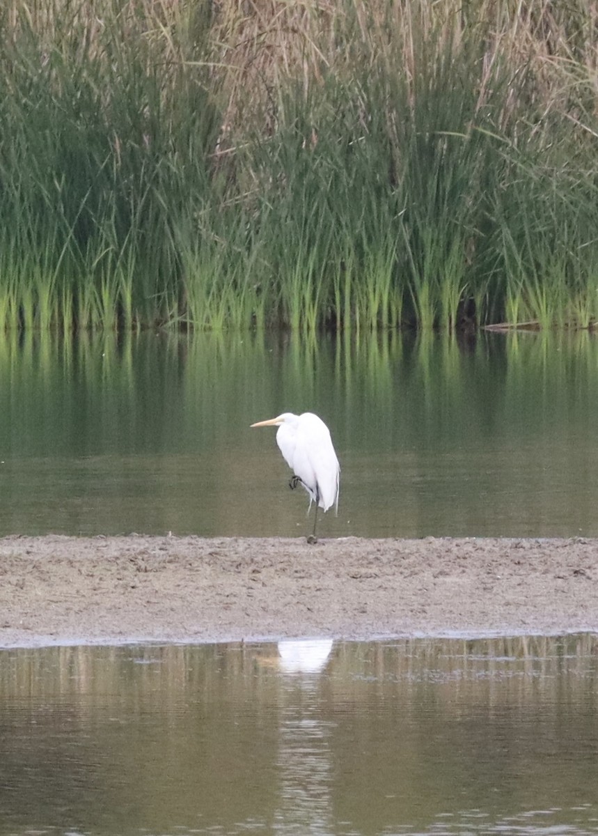 Koartza zuria - ML646432297