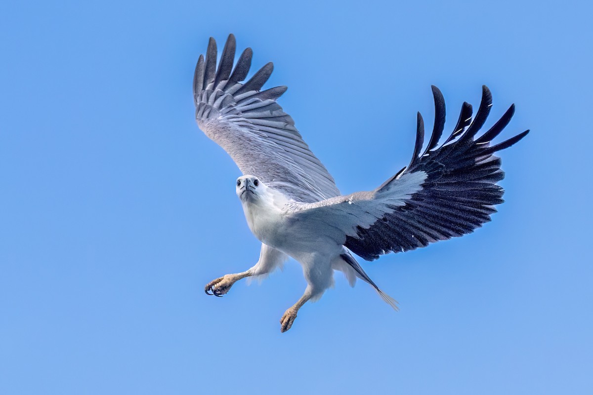 White-bellied Sea-Eagle - ML646432298