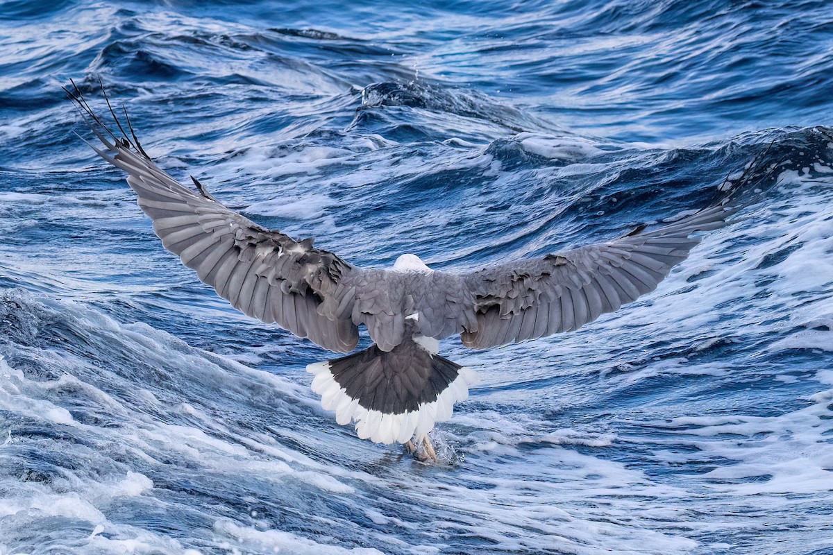 White-bellied Sea-Eagle - ML646432299