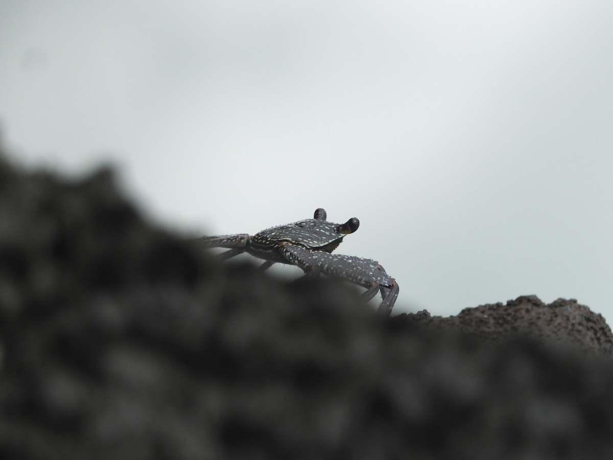 Animals - ML646432300