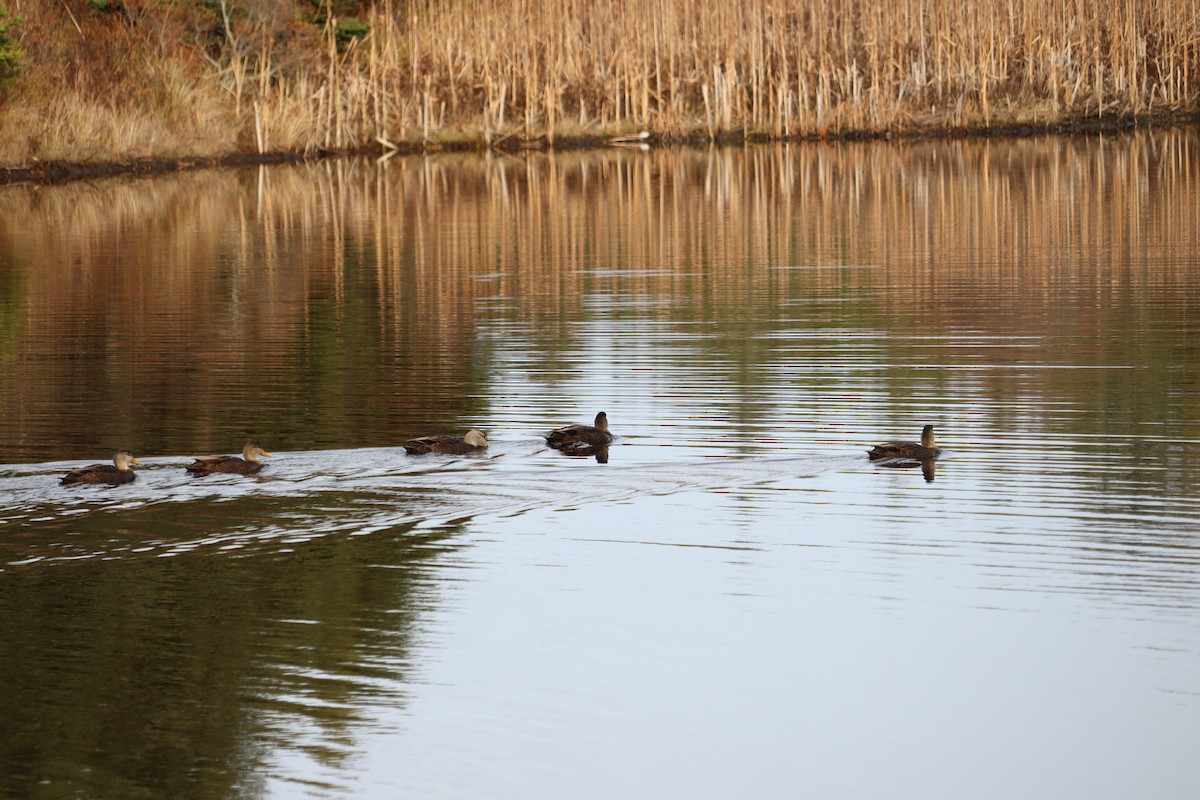 American Black Duck - ML646432304