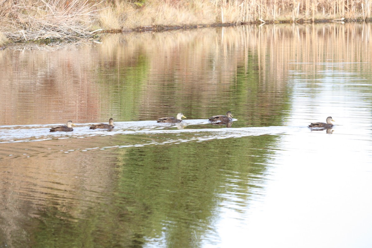 American Black Duck - ML646432305